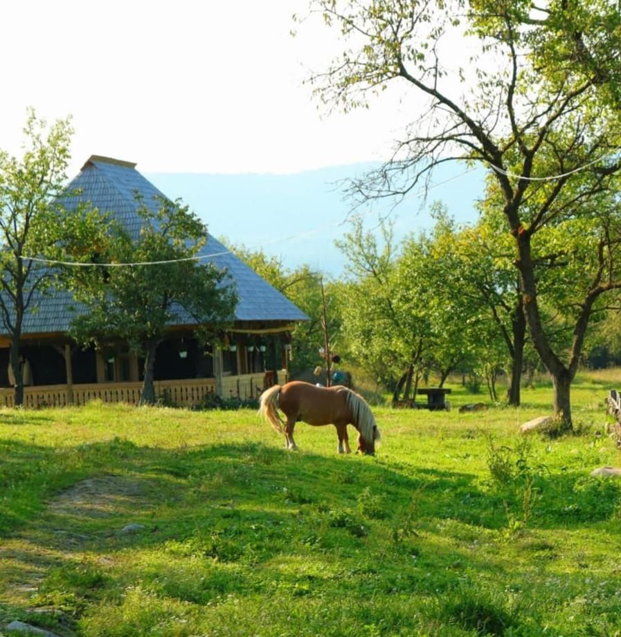 Casuta Din Gradina Daire Breb Dış mekan fotoğraf